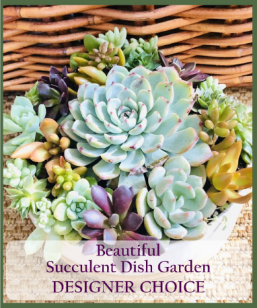 Succulent Garden SOLD OUT Designer Choice