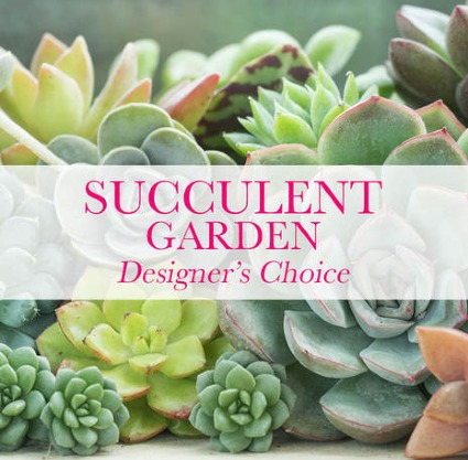 Succulent Garden Designer's Choice 