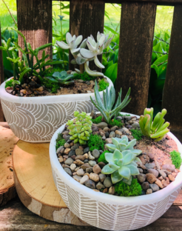 Succulent Garden Duo