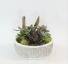 Succulent garden in 7” ceramic pot 