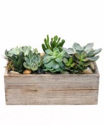 Succulent Garden in a Wooden Box 