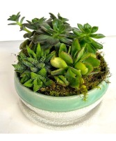 Succulent Garden in Ceramic Teal and White 