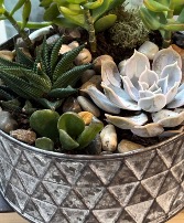 Succulent Garden in Geometric Tin Succulent garden