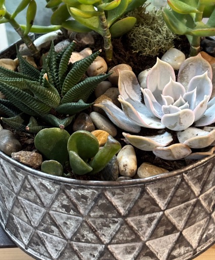 Succulent Garden in Geometric Tin Succulent garden