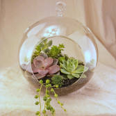 Succulent Garden in Glass Globe Plant Garden