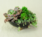 Succulent Garden in Handmade Pottery Succulent Garden