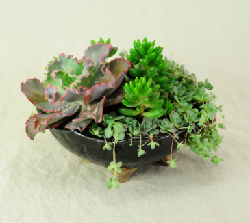 Succulent Garden in Handmade Pottery Succulent Garden