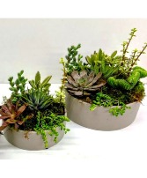 Succulent Garden in Modern Ceramic Low Bowl 