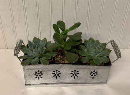 Succulent Garden in Tin