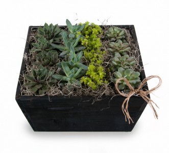 Succulent Garden Large decorative wooden planter with mixed succulents