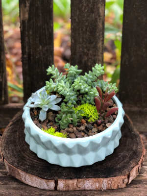Succulent Garden Lasting Gift in Iowa City, IA | Every Bloomin' Thing Succulent Garden Lasting Gift in Iowa City, IA | Every Bloomin' Thing