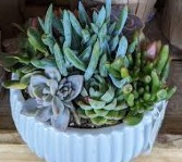 Succulent Garden  (medley) 