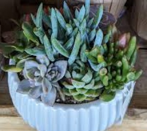Succulent Garden  (medley) 