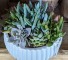 Succulent Garden  (medley) 