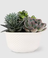 Succulent Garden  (medley) 