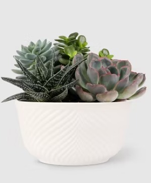 Succulent Garden  (medley) 