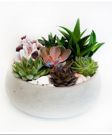 Succulent Garden Mix  in Vacaville, CA | Vior Floral Art