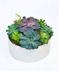 Large Succulent Garden Mixed Variety