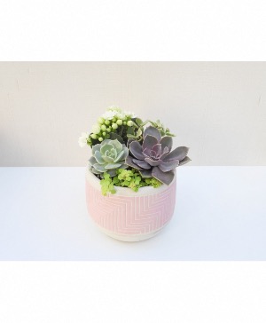 Succulent Garden Pink or Mint Green Pot