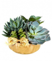 Succulent Garden Plant