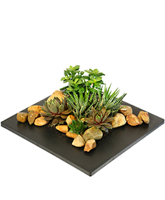 Succulent garden Plant