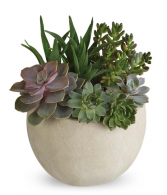 Succulent Garden Plant