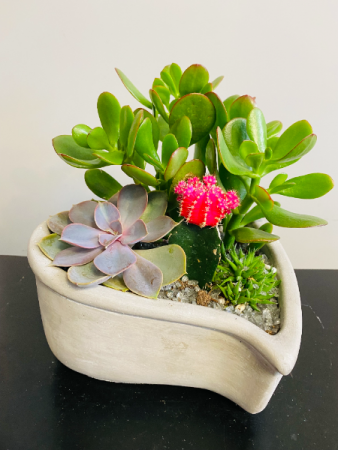 Succulent Garden PLANT
