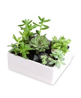 Succulent Garden Plant