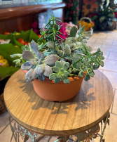 Succulent Garden Plant