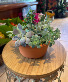 Succulent Garden Plant