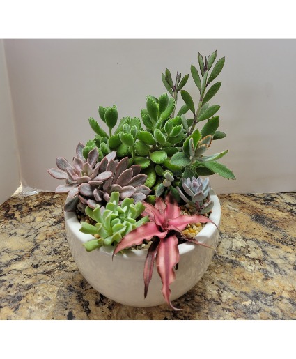 Succulent Garden Planter
