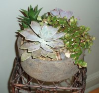 Succulent Garden Plants