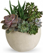 Succulent Garden Plants
