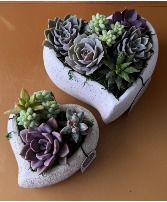 SUCCULENT GARDEN PLANTS