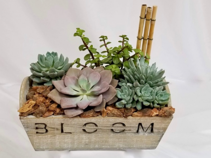 Succulent Garden potted plants