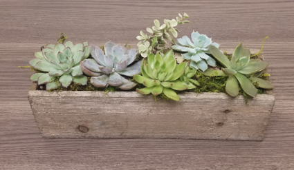 Succulent Garden - Rectangle Wood