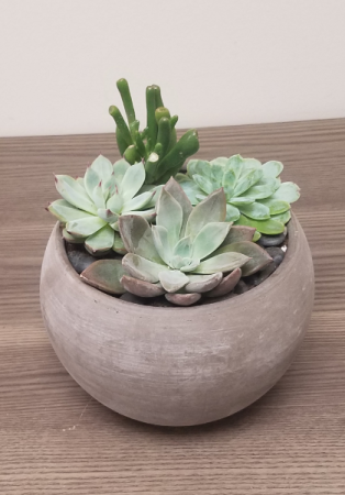 Succulent Garden - Round