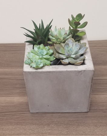 Succulent Garden - Square