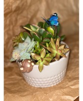 Succulent Garden Succulent