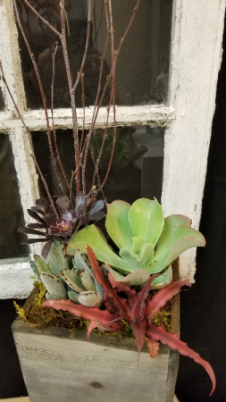 Succulent Garden Succulent Garden