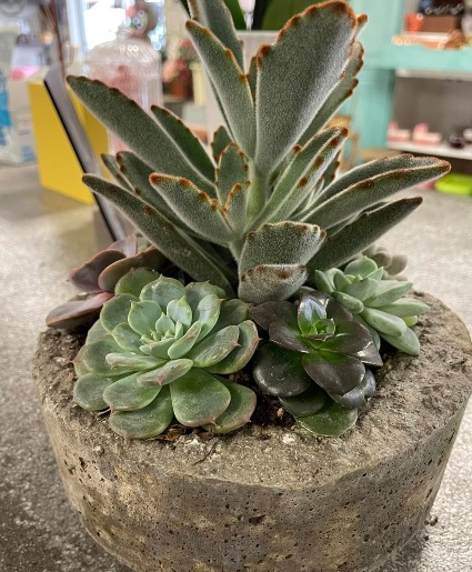 Succulent Garden succulents