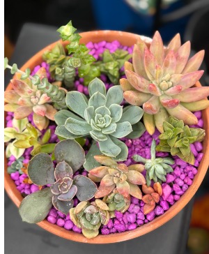 Succulent garden  Succulent's