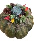 Succulent garden  with fall decor on a large fairytale Pumpkin