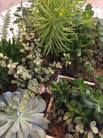 Succulent Gardens Plants in Saint George, UT | DESERT ROSE FLORAL