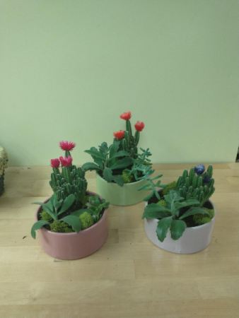 succulent gardens