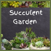 Succulent Gardens