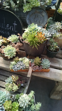 Succulent Gardens Plant in Pawling, NY | PARRINO'S FLORIST