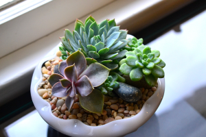 Thoughtful Succulent Gardens Plant Arrangement in Lexington, NC | RAE'S NORTH POINT FLORIST INC. Thoughtful Succulent Gardens Plant Arrangement in Lexington, NC | RAE'S NORTH POINT FLORIST INC.