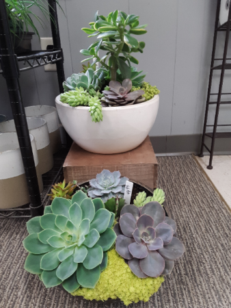 Succulent Gardens Succulents