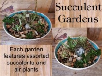 Succulent Gardens tabletop Garden in Paris, KY | Chasing Lilies Floral Succulent Gardens tabletop Garden in Paris, KY | Chasing Lilies Floral